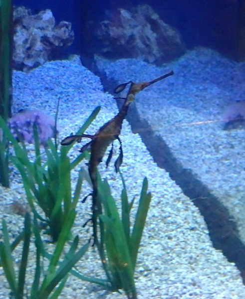 L'Oceanogr&agrave;fic Center.